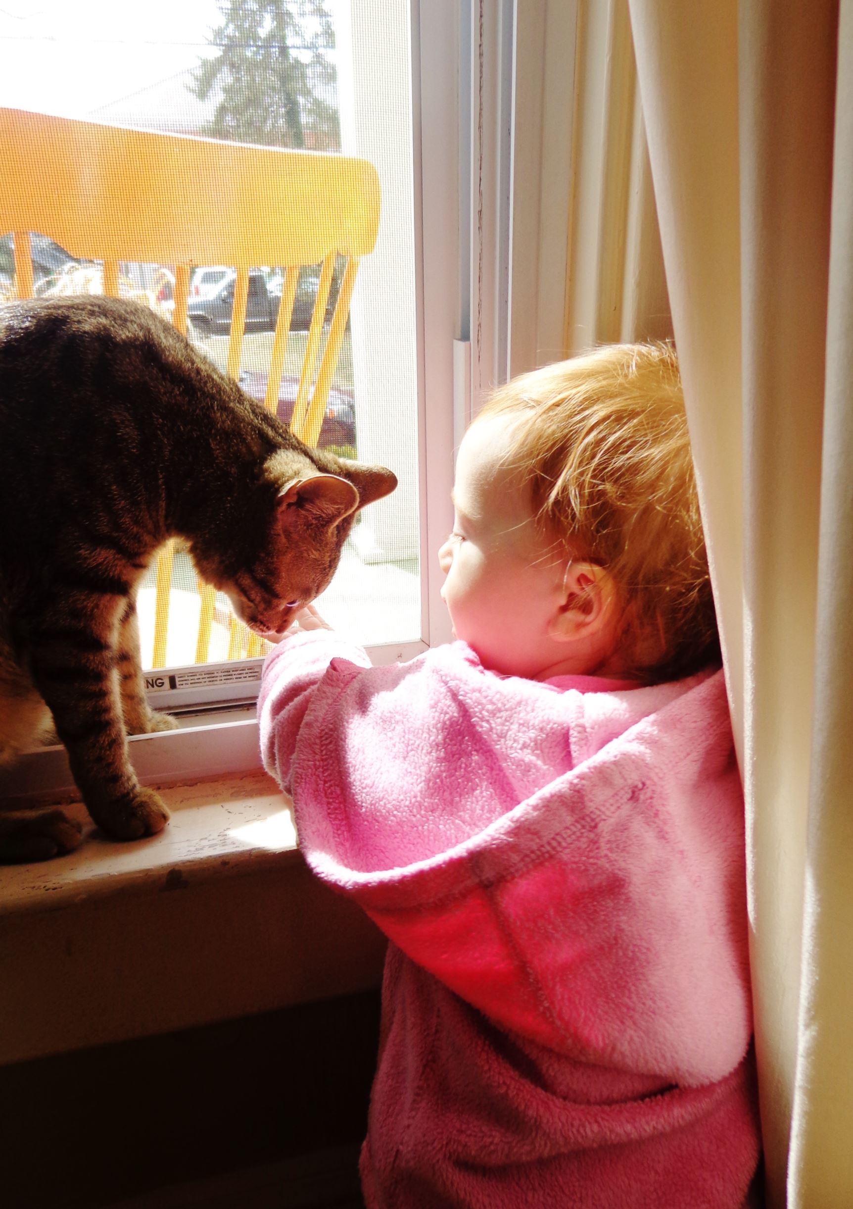 1 yr old Fiona and Mr Crackers in the window on Shalavee.com
