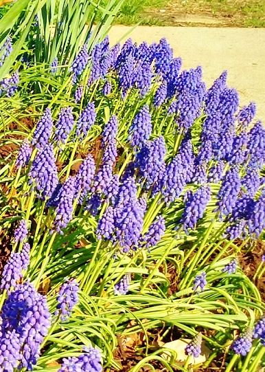 grape hyacinth on the courthouse green on Shalavee.com
