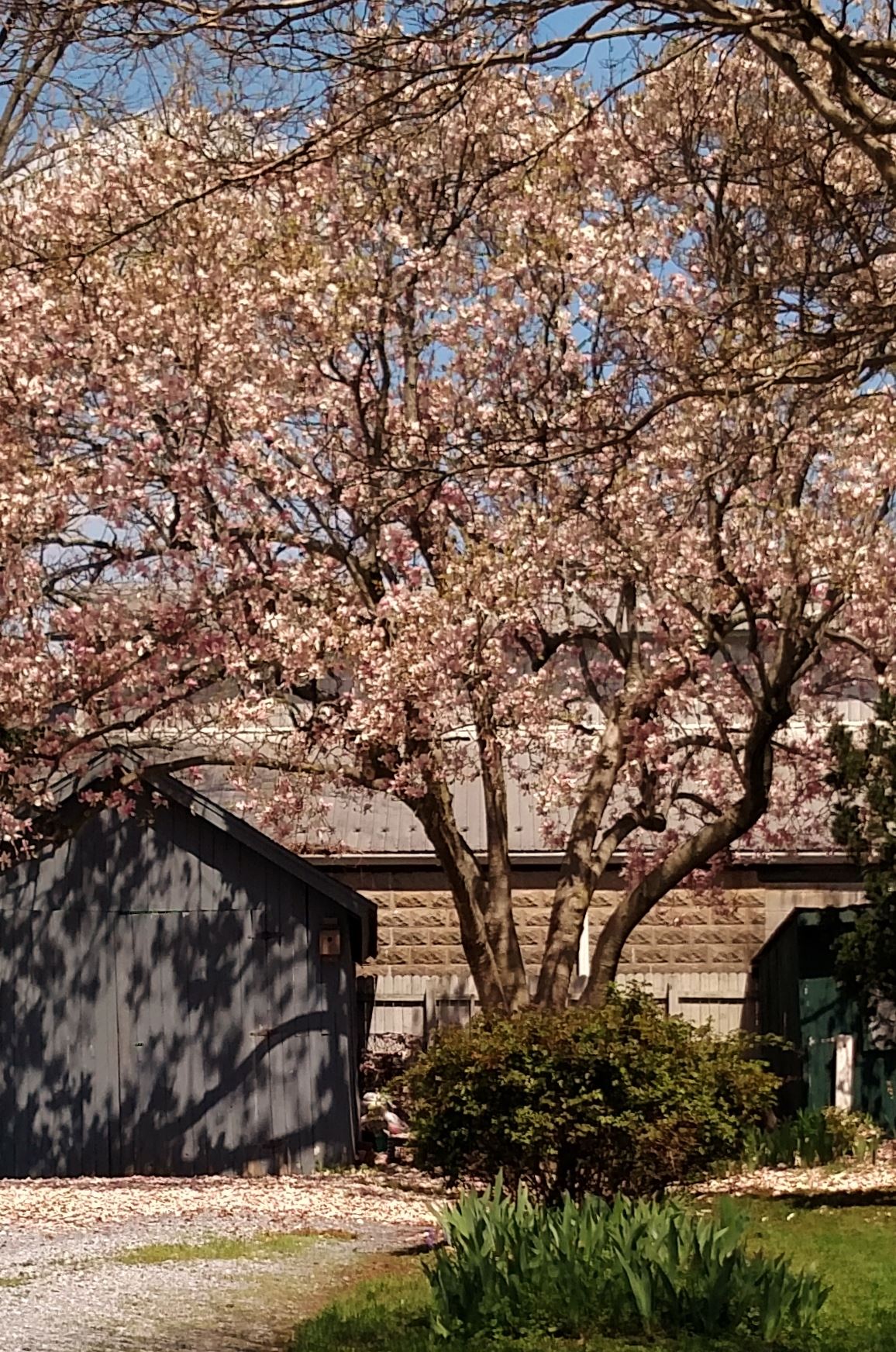 flowering trees on shalavee-staging-1.local