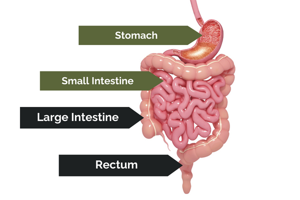 digestion