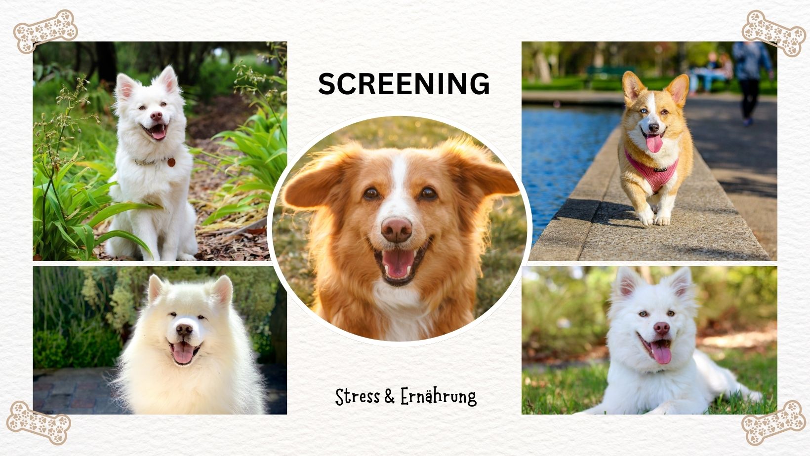 Stress-Screening (Fütterung-Verhalten) Stress-Screening - 3er
