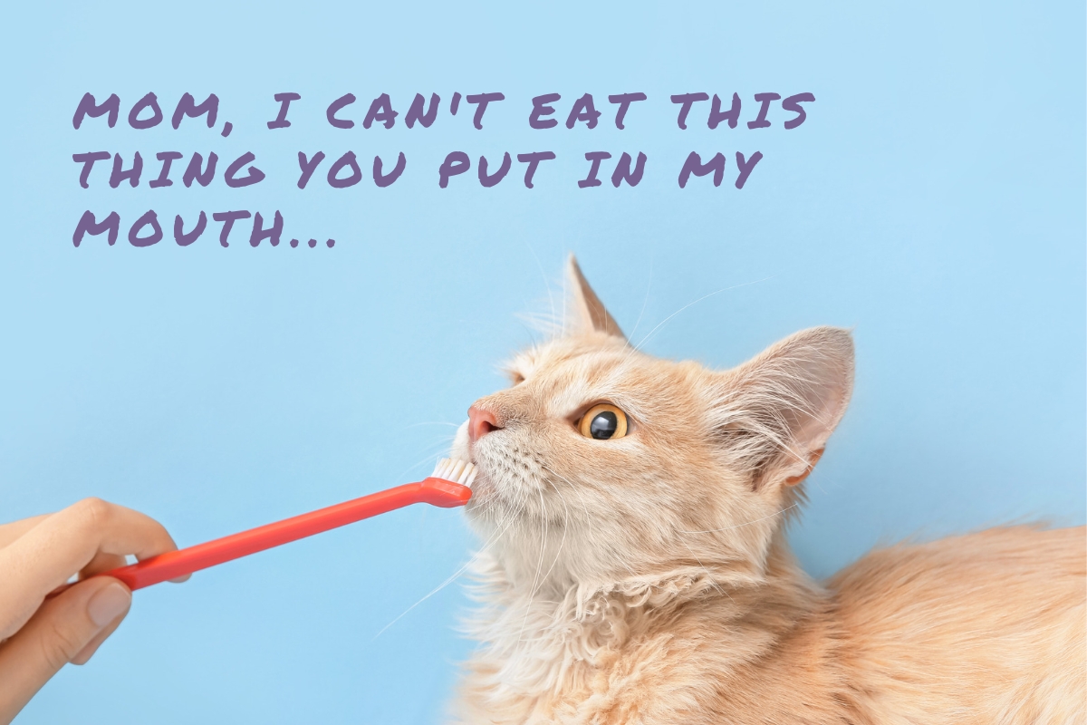 Galloway Dental Care Service Package