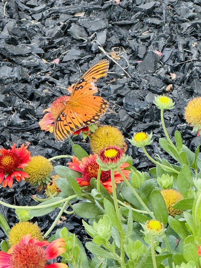 Butterfly