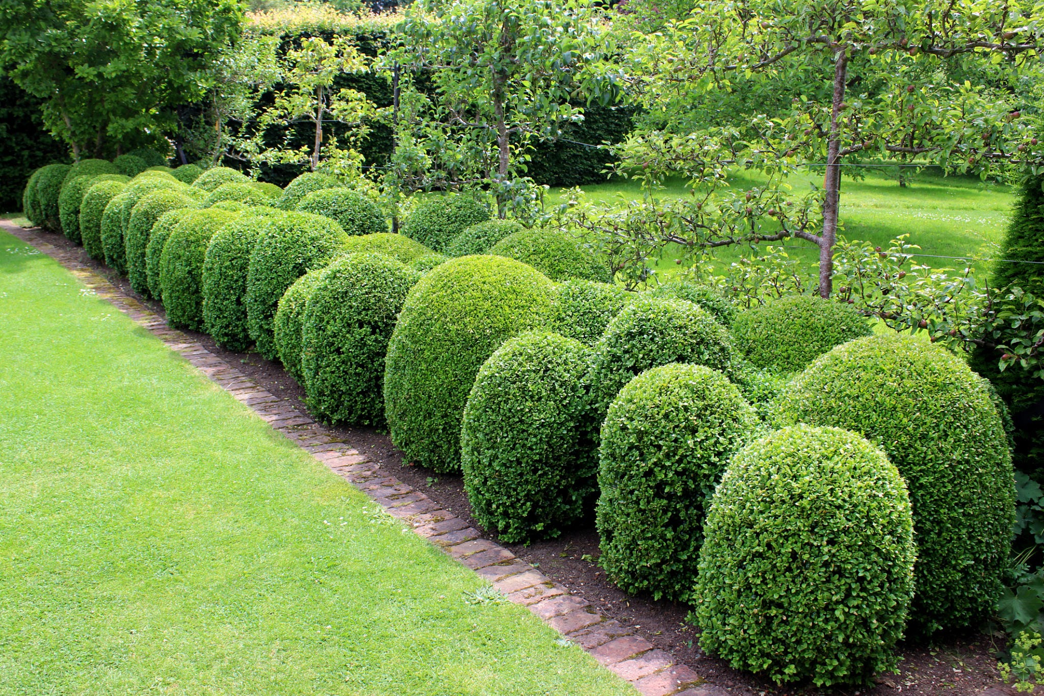 manicured boxwoods