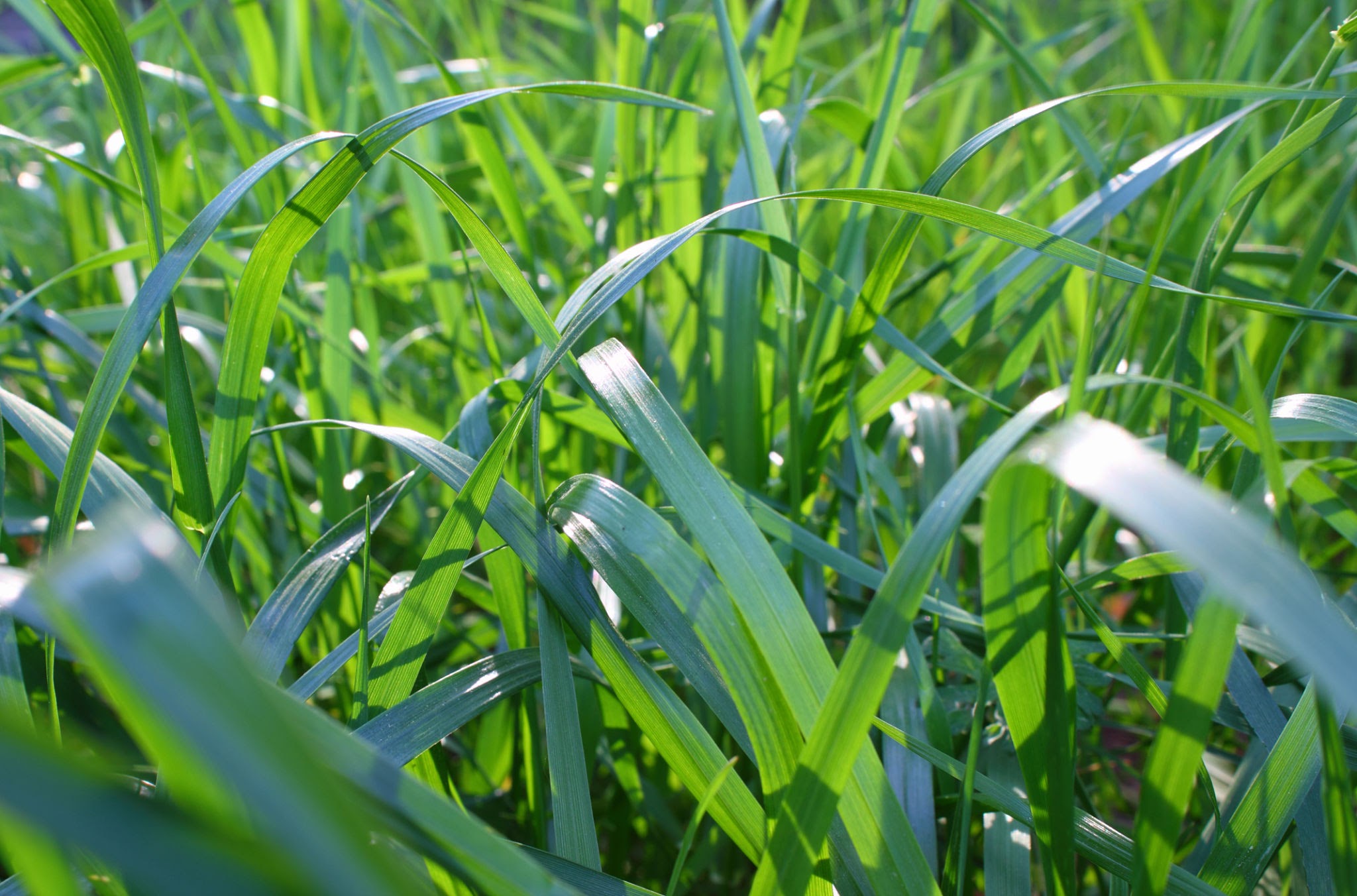 Fescue grass Fescue grass
