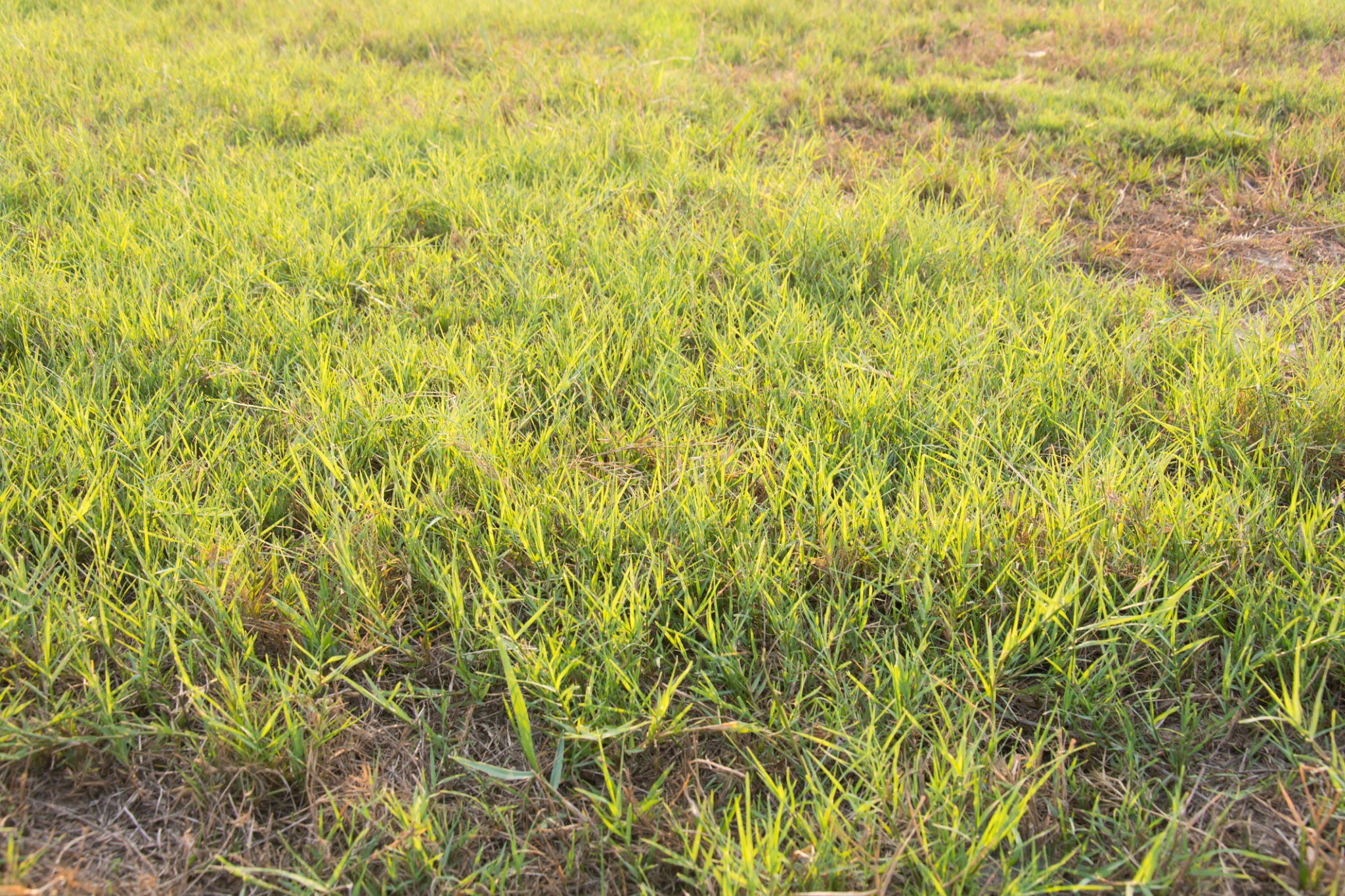 bermudagrass bermudagrass