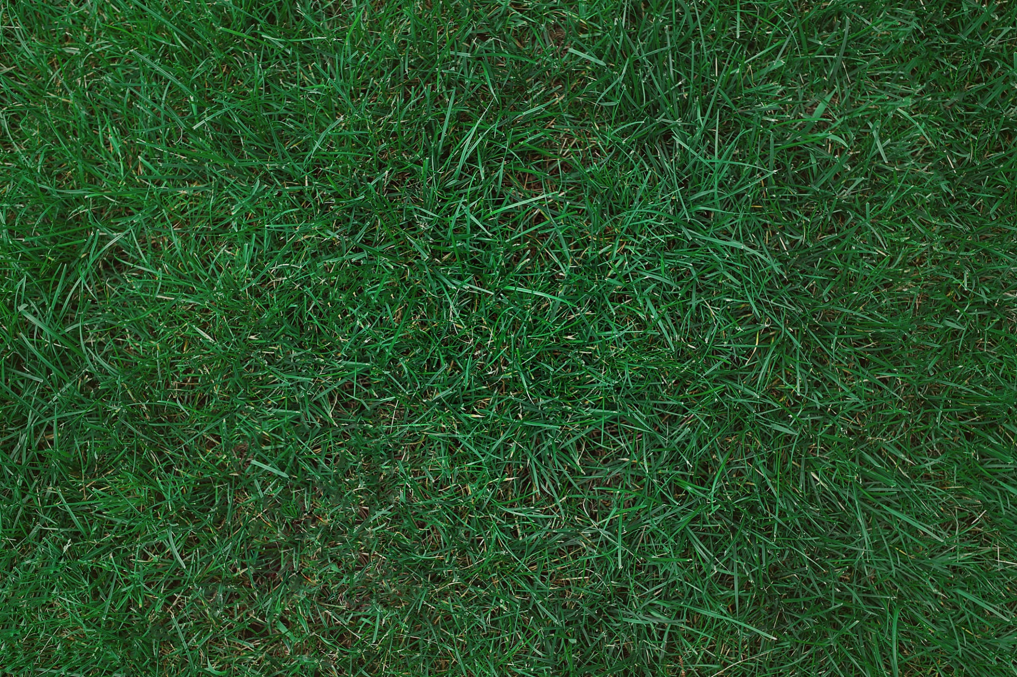 Kentucky bluegrass