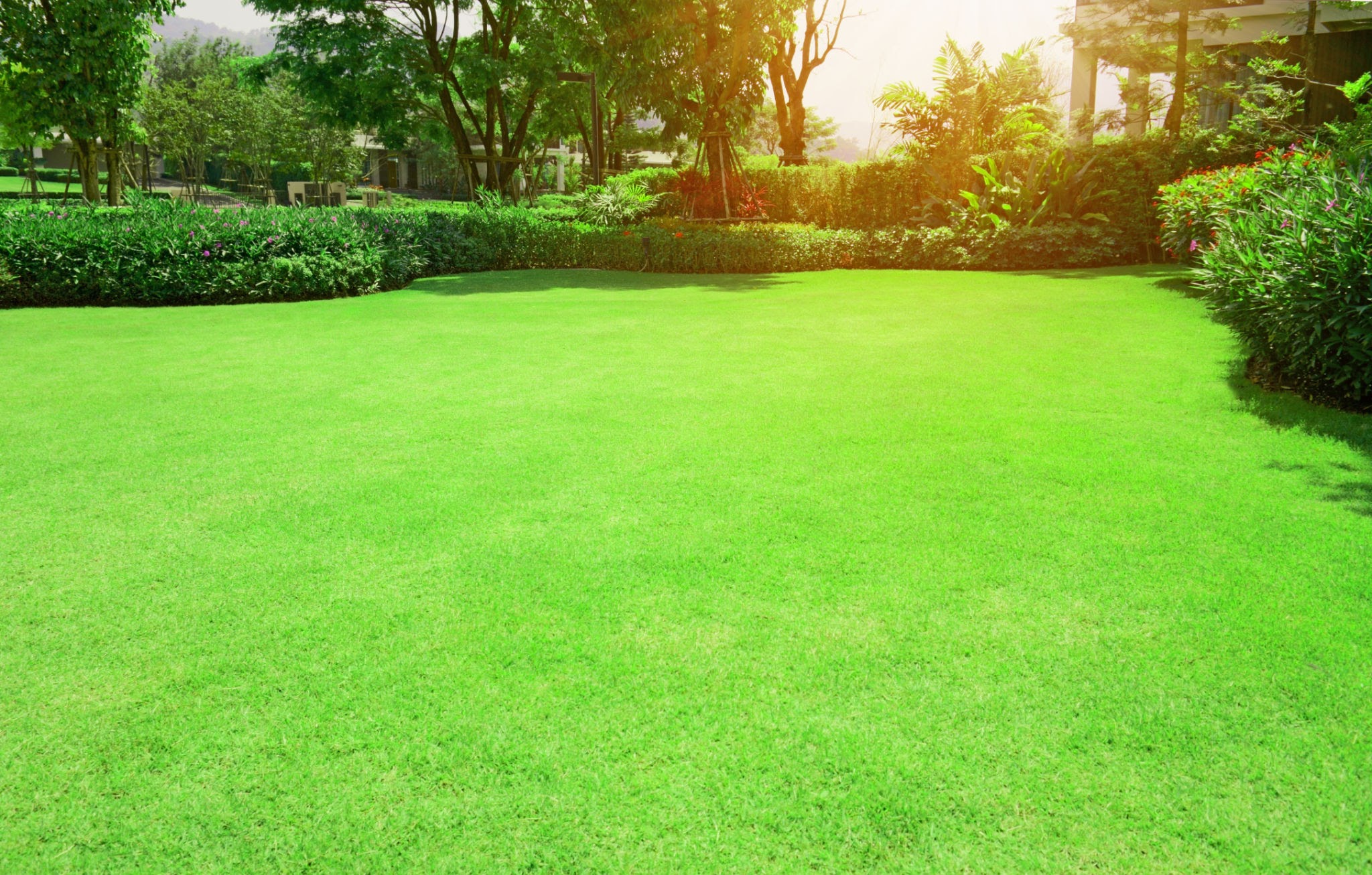 bermuda grass in the sun
