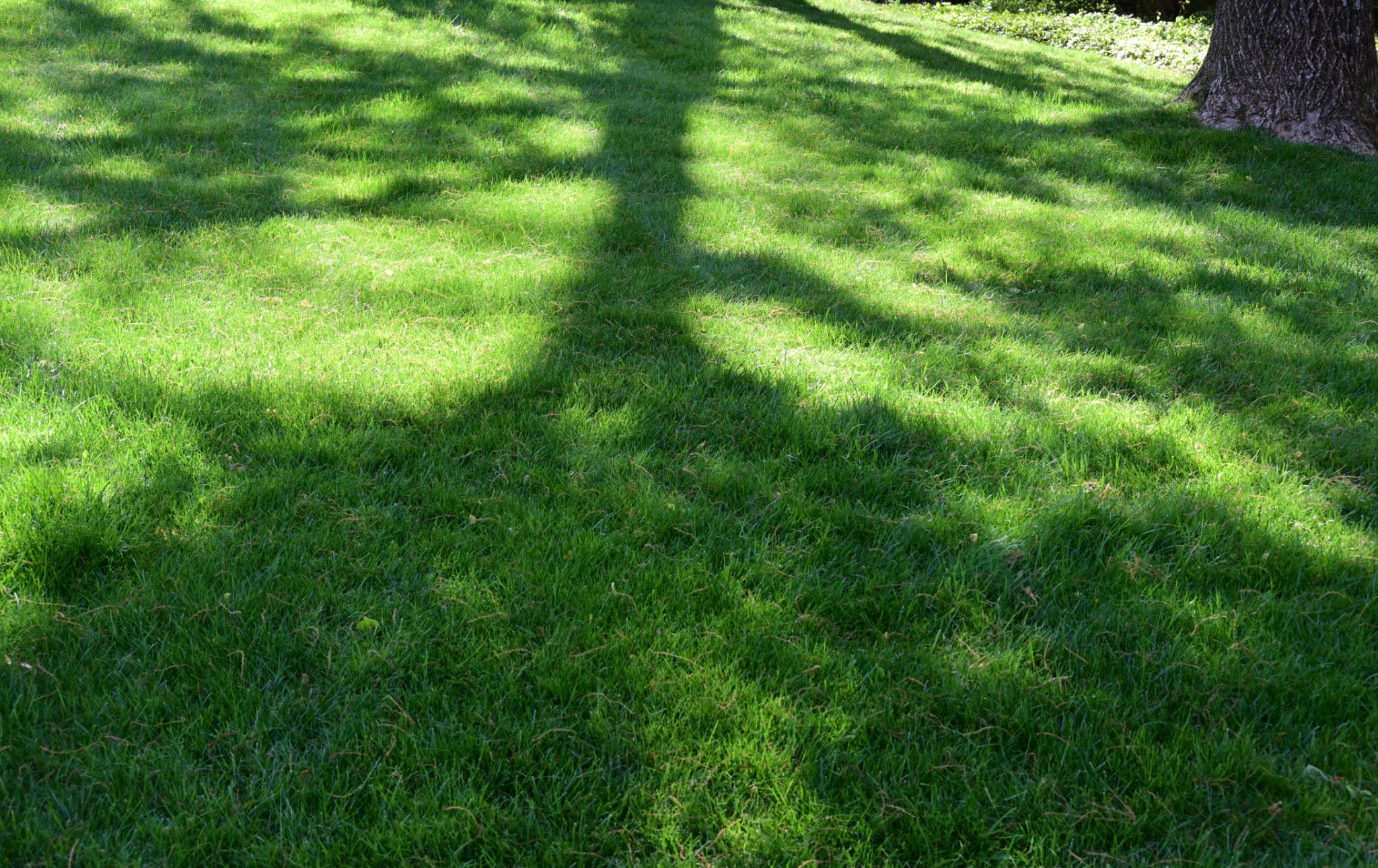 fescue in the shade