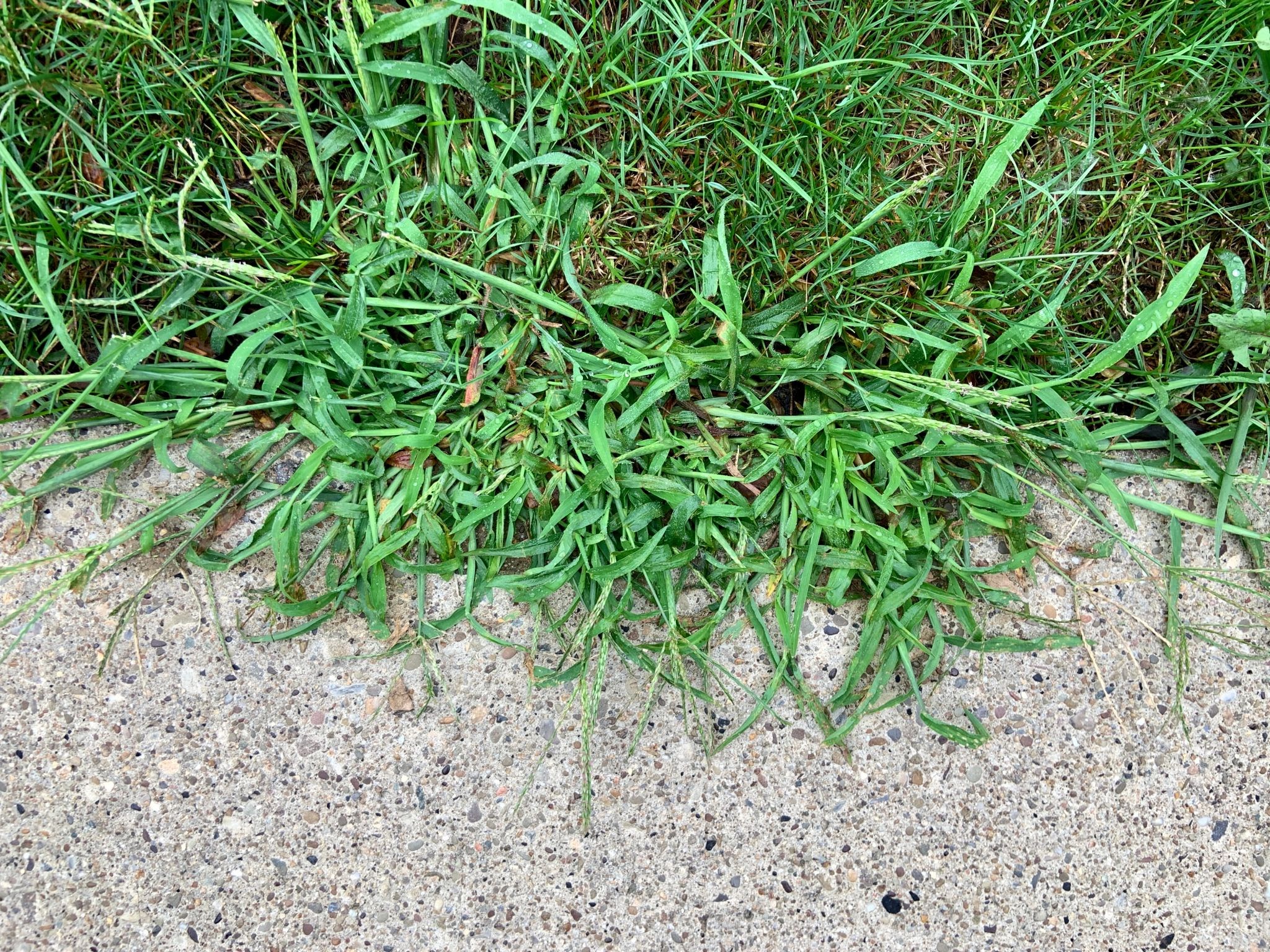 crabgrass crabgrass