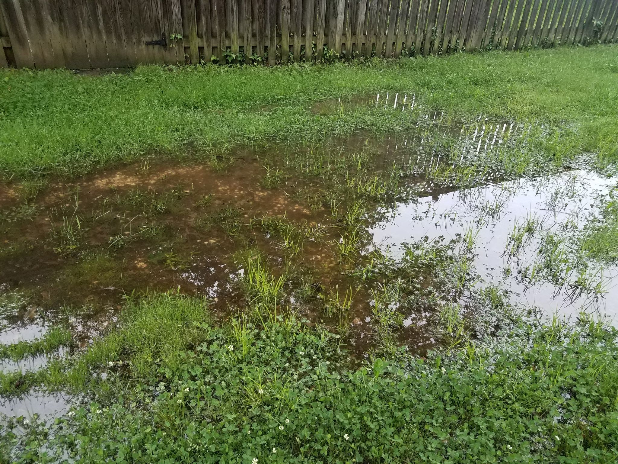 Flooded yard Flooded yard