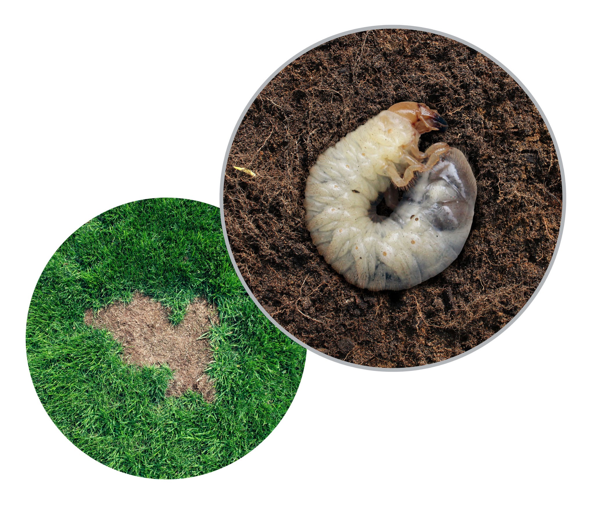 lawn grubs lawn grubs