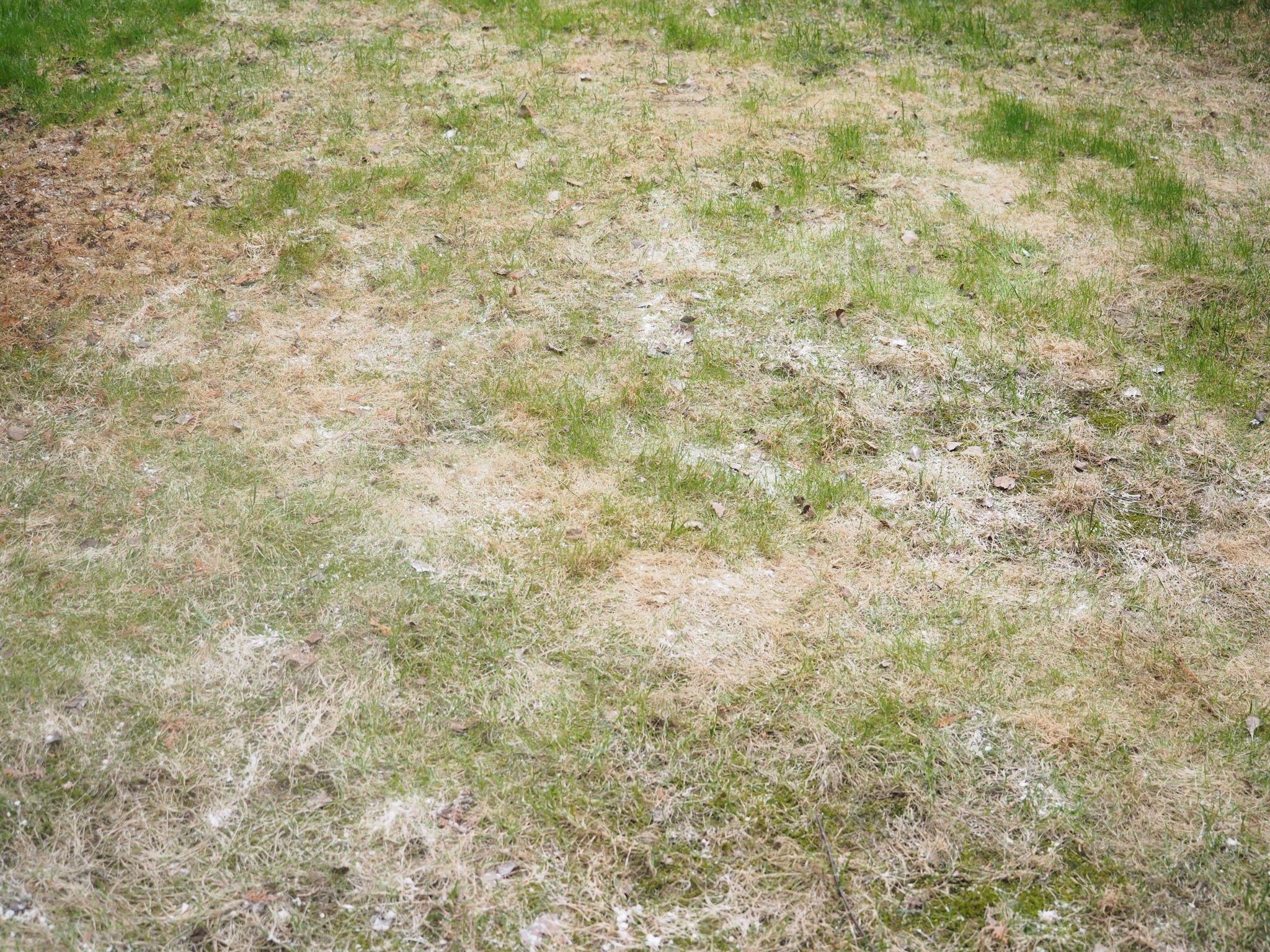 bare spots grass bare spots grass