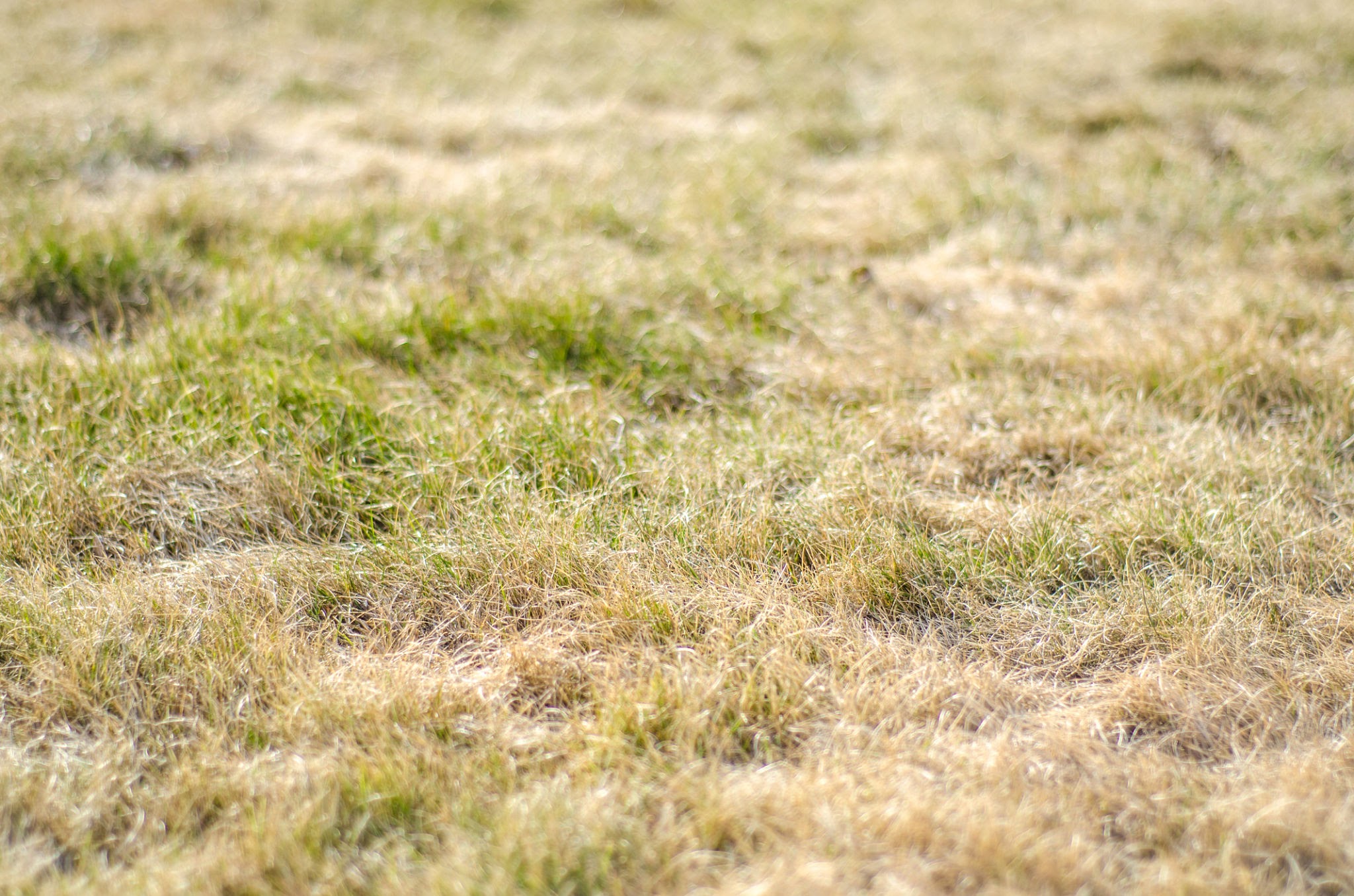 footprints stay in grass footprints stay in grass