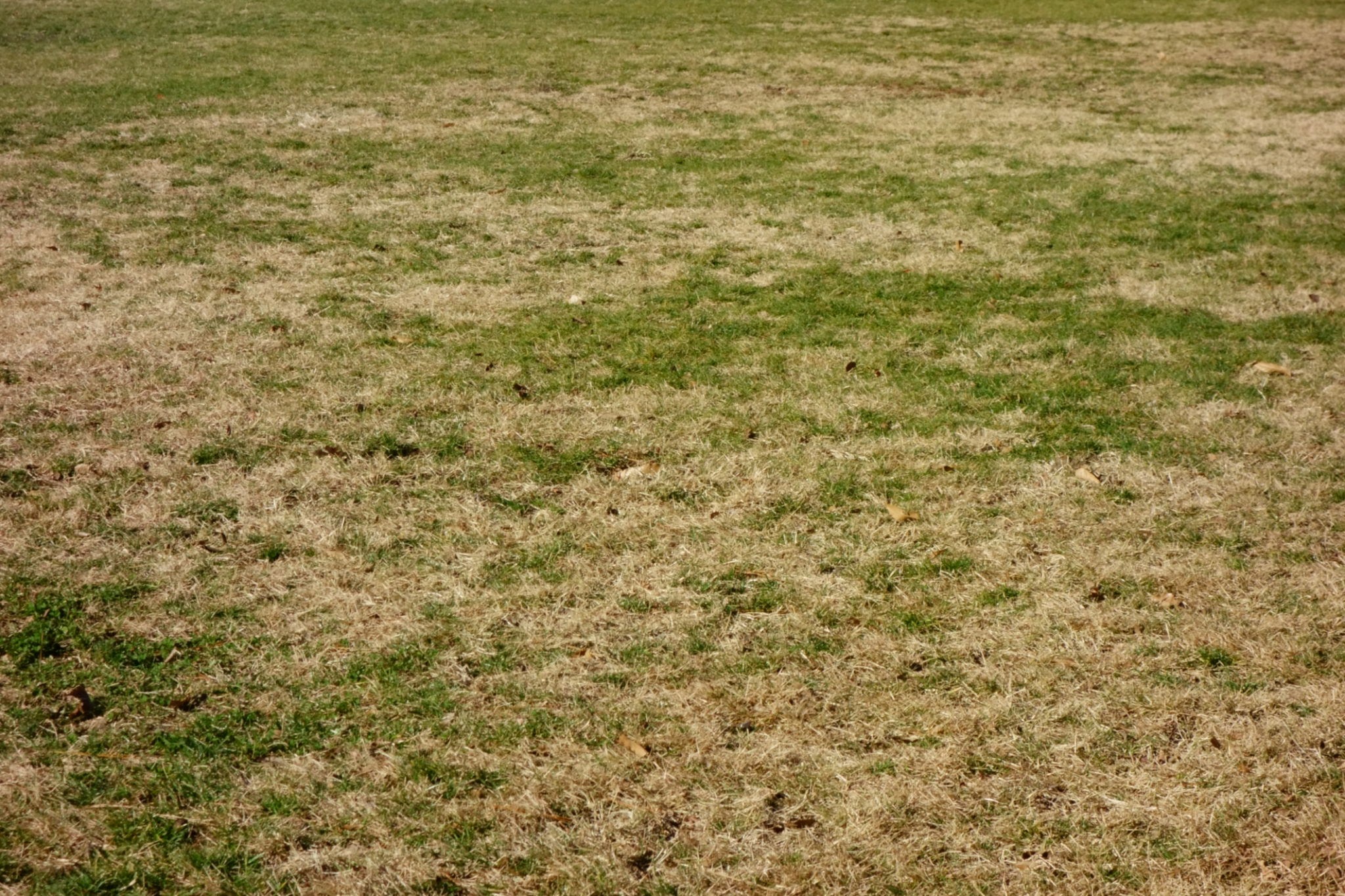 grass struggling in the heat grass struggling in the heat