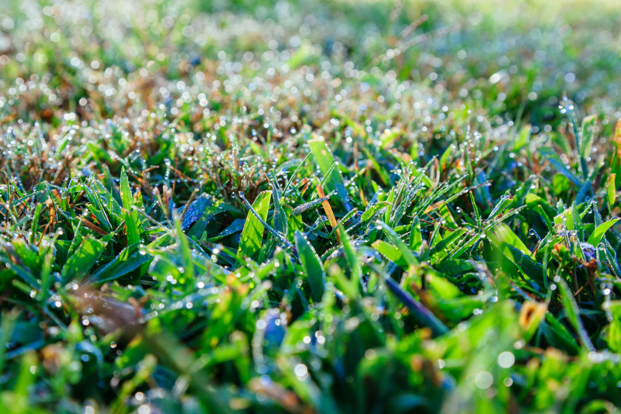 kentucky blurgrass kentucky blurgrass