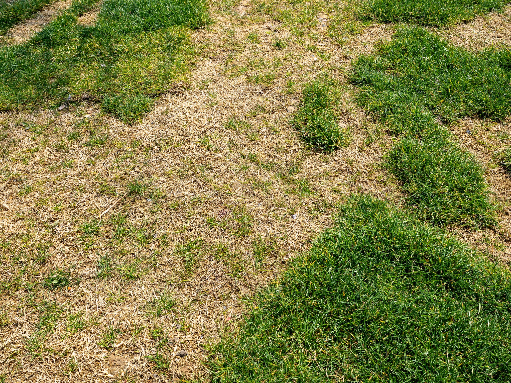 patchy lawn louisville patchy lawn louisville