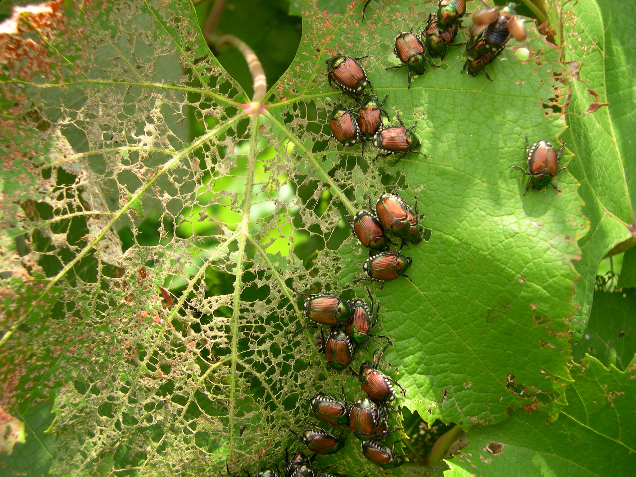 japanese beetles prospect ky japanese beetles prospect ky
