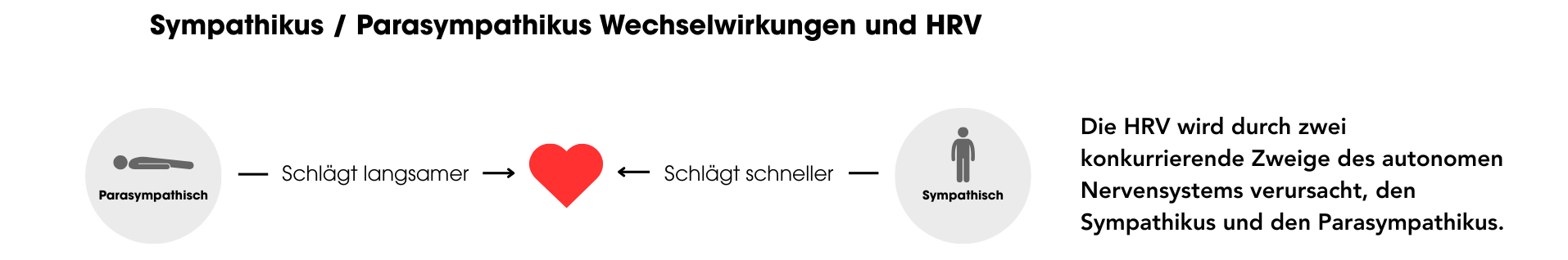 Sympathikus Parasympathikus Wechselwirkungen und HRV Sympathikus Parasympathikus Wechselwirkungen und HRV