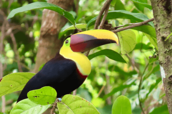 Toucan in my costa rica garden, a dream life that I manifested Toucan in my costa rica garden, a dream life that I manifested