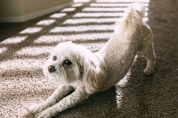 Dog pandiculation stretch Dog pandiculation stretch