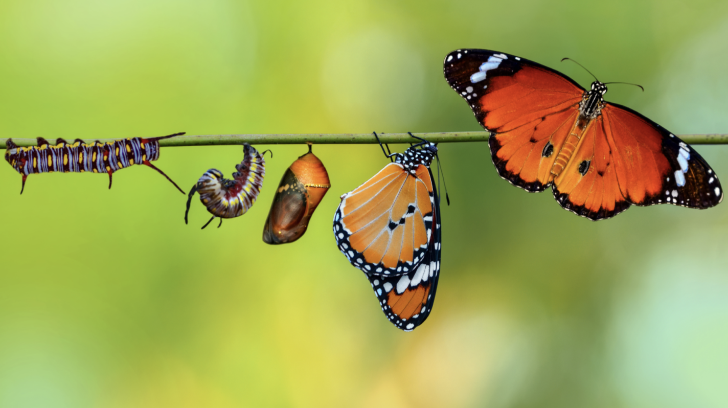 The transformation of a caterpillar to a butterfly