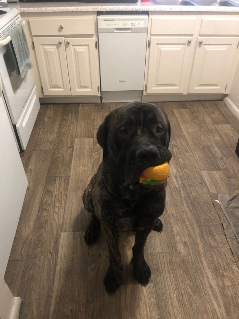 Dozer