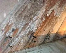 First stage white mildew developing on wood sub-structure.