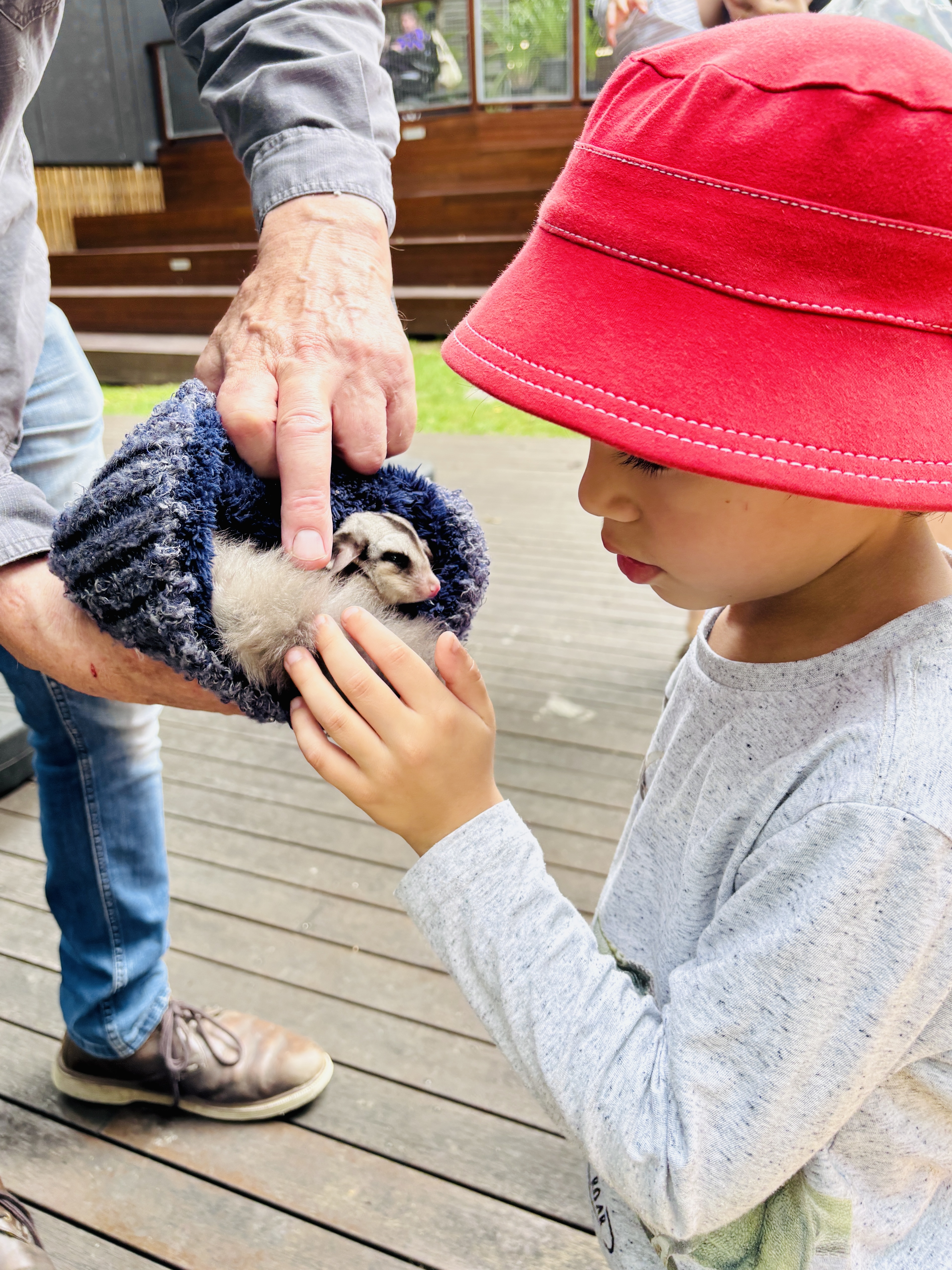 Child patting a sugar glider Child patting a sugar glider