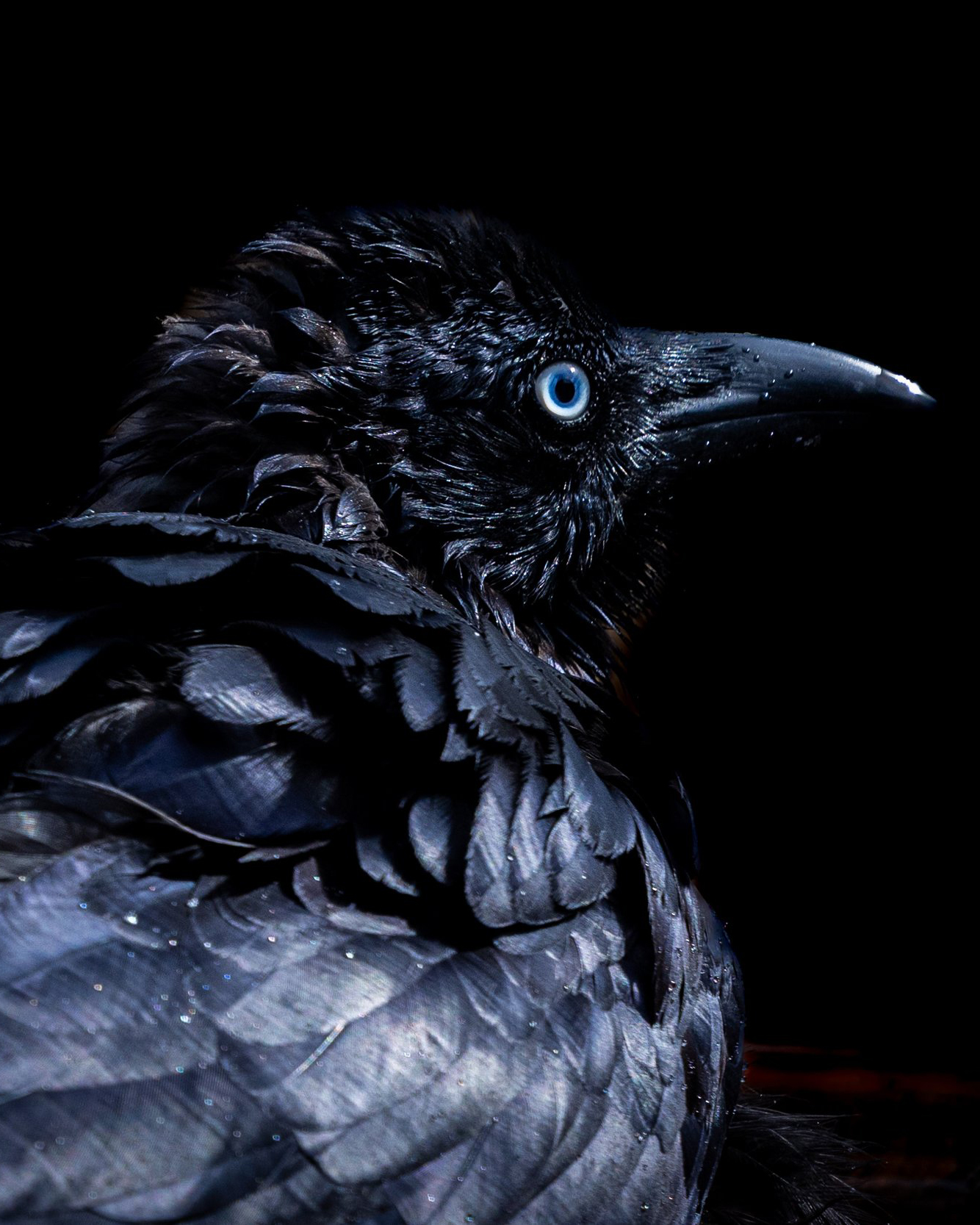 crow-pic-from-photography-student-Richie-Gordon