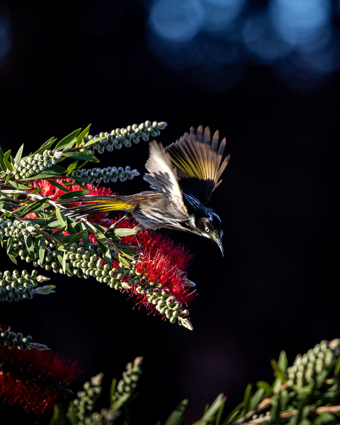 honeyeater-bird-student-photo-richie-gordon