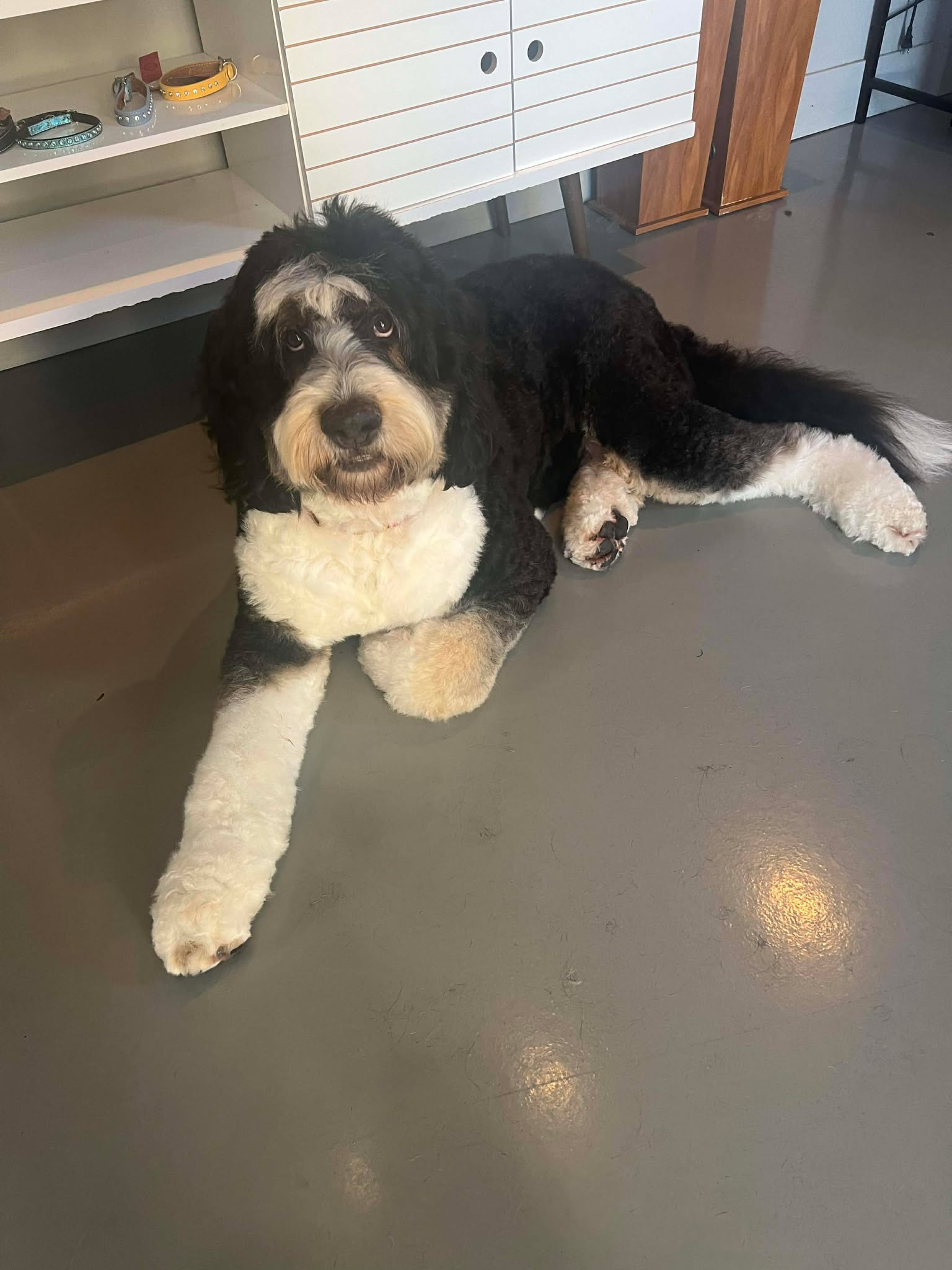 Dog grooming session