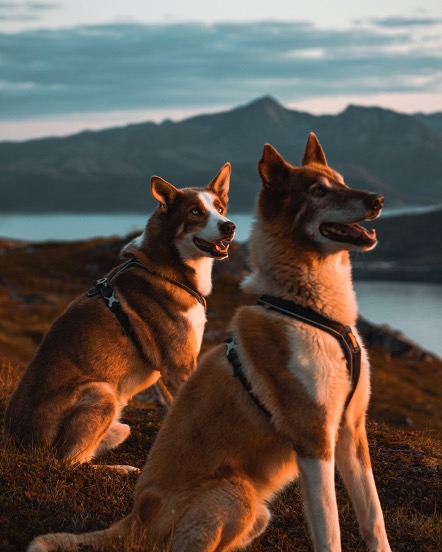 ¿Por qué mi perro huele el trasero de otros perros? ¿Por qué mi perro huele el trasero de otros perros?