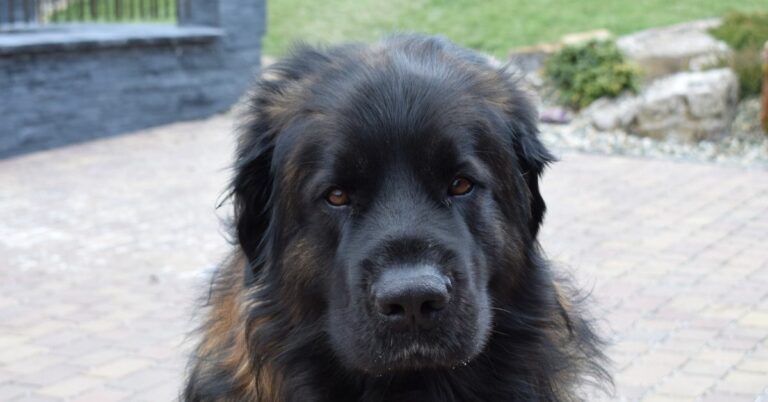 leonberger