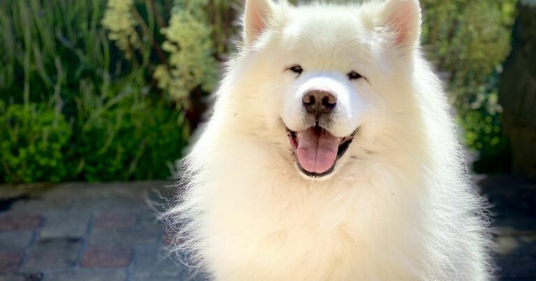 samoyedo