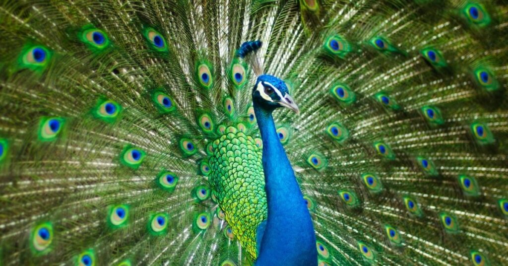 pavo real pavo real