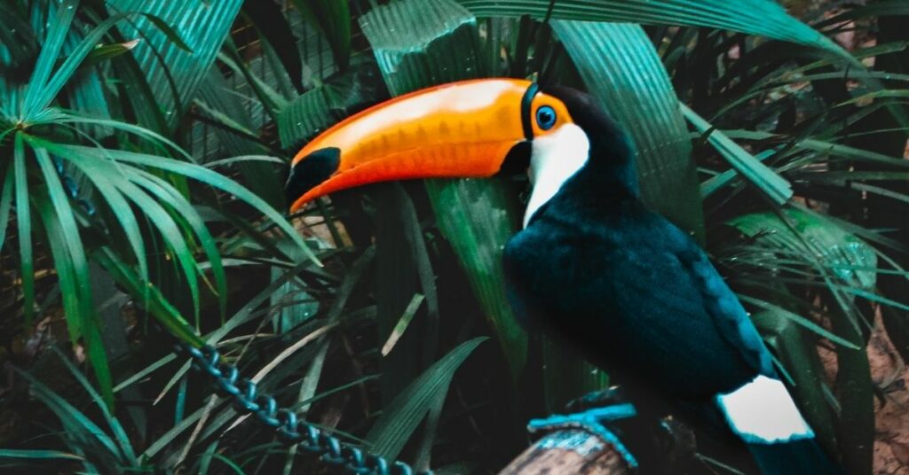 tucan tucan