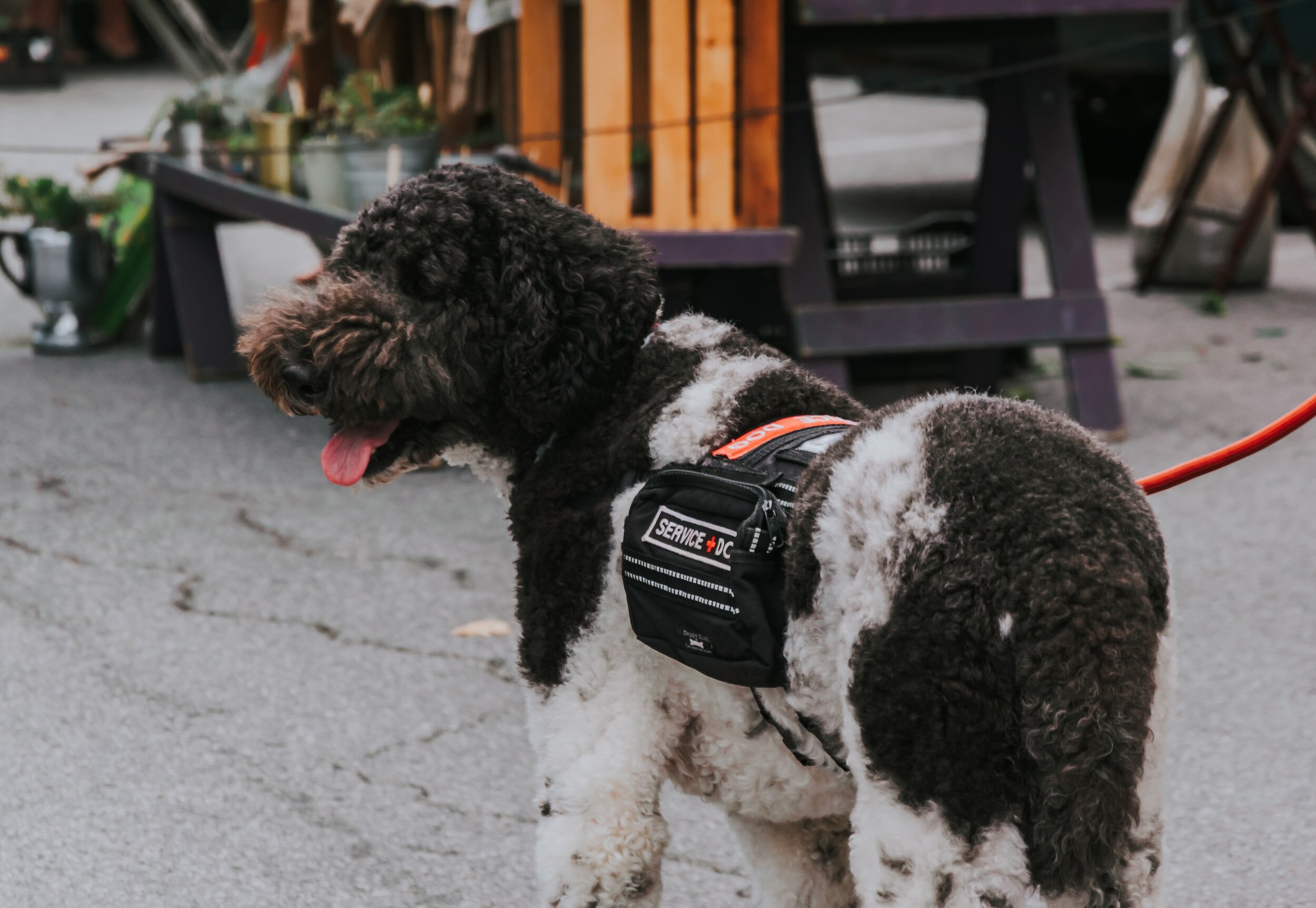 Service Dog Service Dog