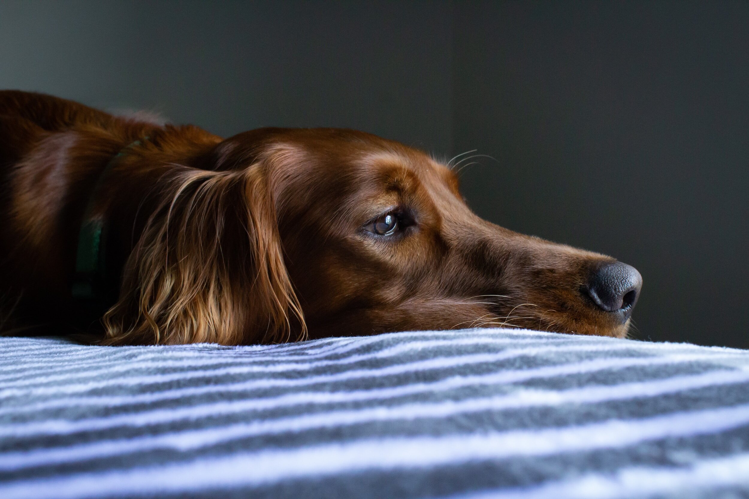 Golden Retriever Dog