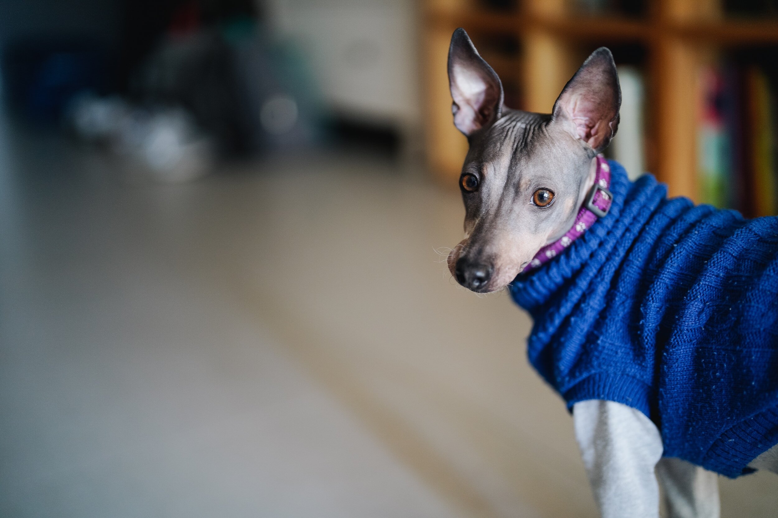 A grey Hairless dog in a purple collar and blue knitt sweater looking at the camera with brown eyes