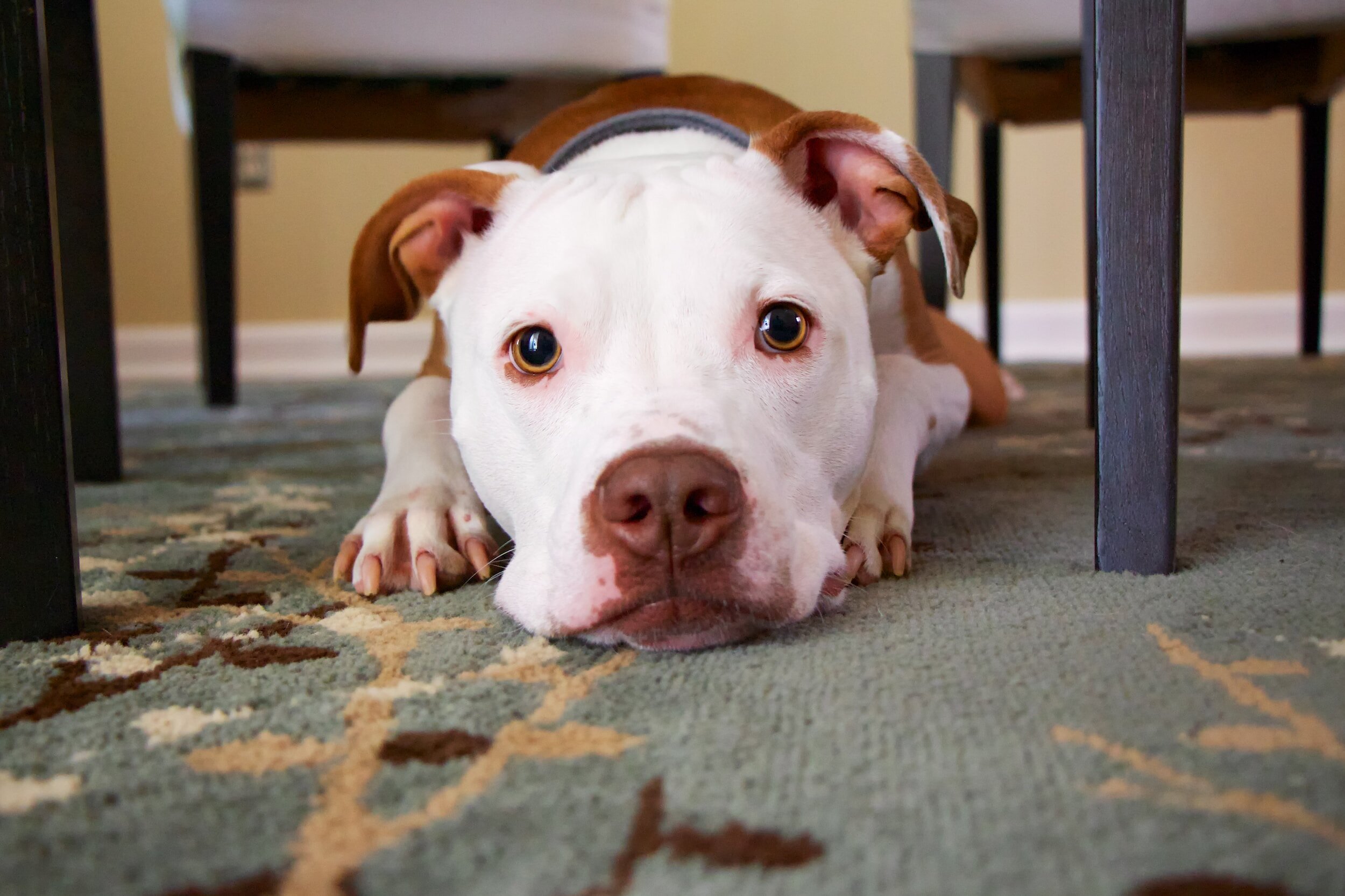 A brown and white pitbull type terrier dog looks at the camera from under a table while laying on a carpet with dilated pupils 