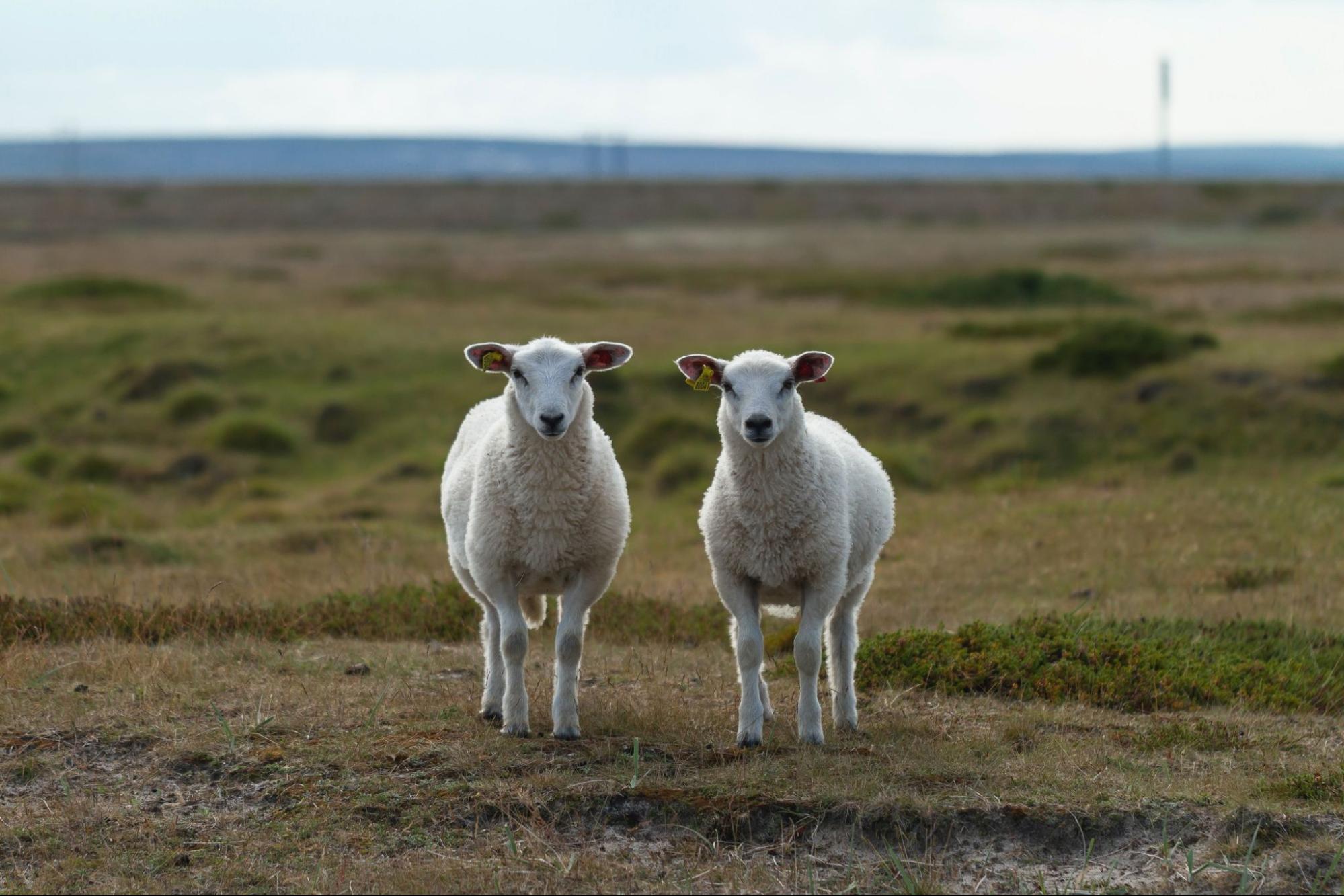 lookalike sheep