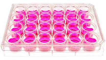 Lung epithelial tissue samples prepared in three test media for the Infoceutical viral protection study