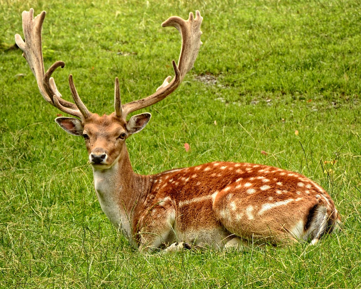 axis deer on molokai axis deer on molokai