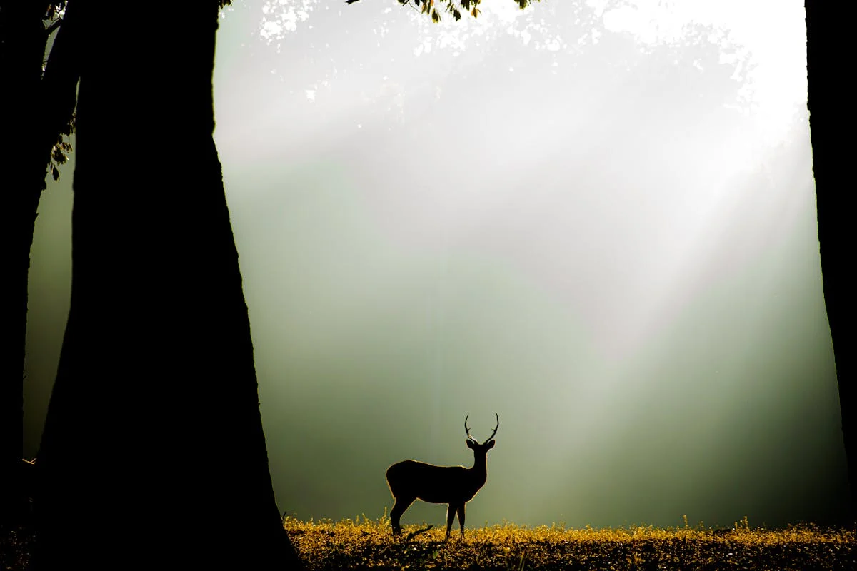 What Are the Best Hawaii Hunting Areas? What Are the Best Hawaii Hunting Areas?