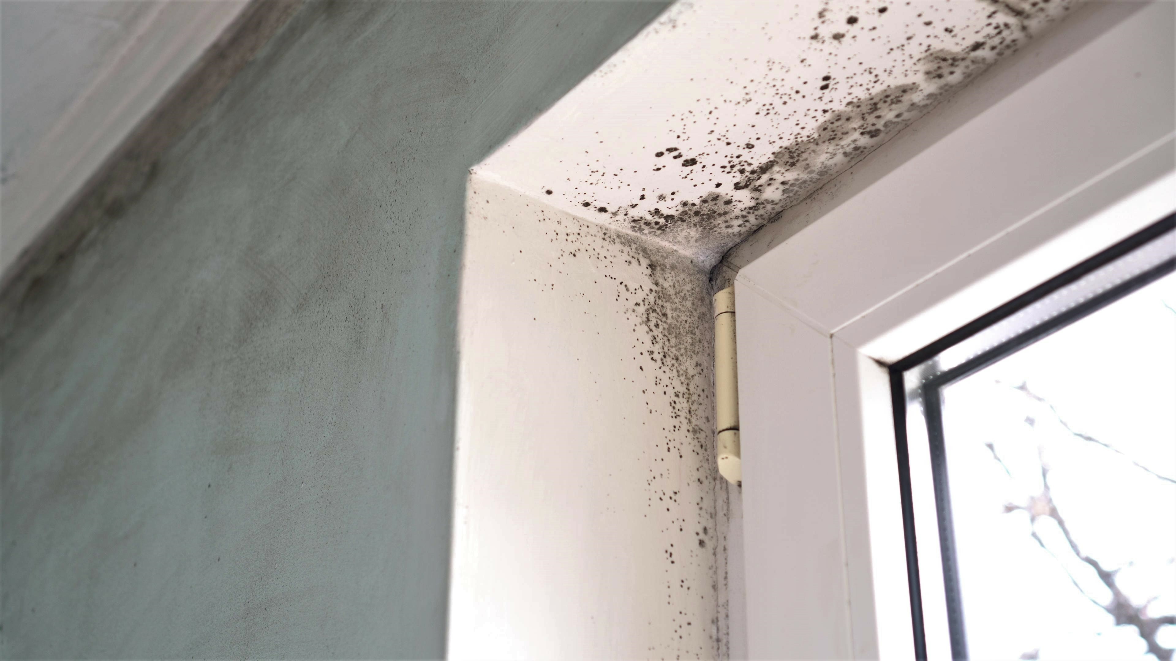 How Mold in Your Home Can Affect Your Health