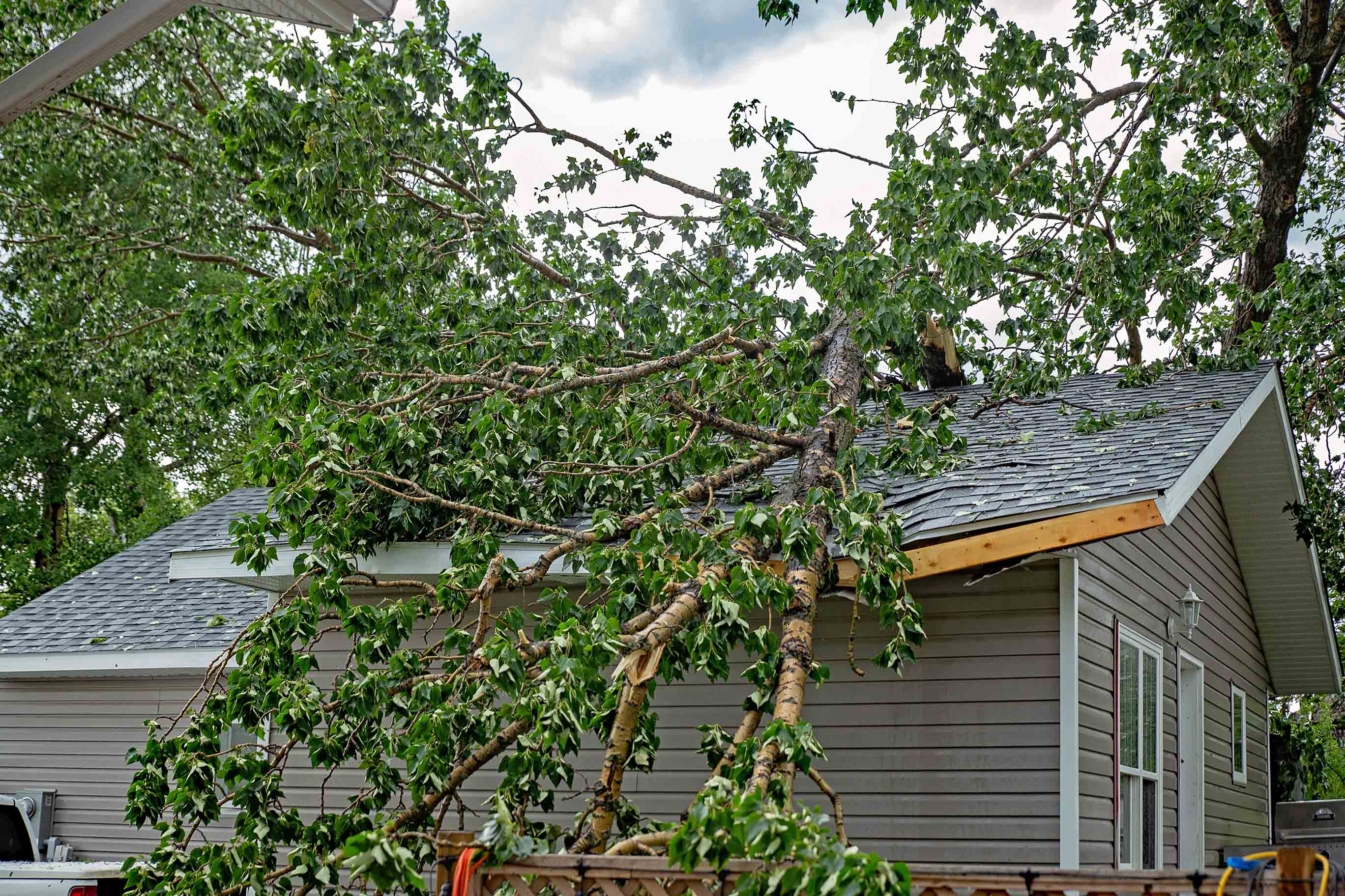 Tree leaning over house