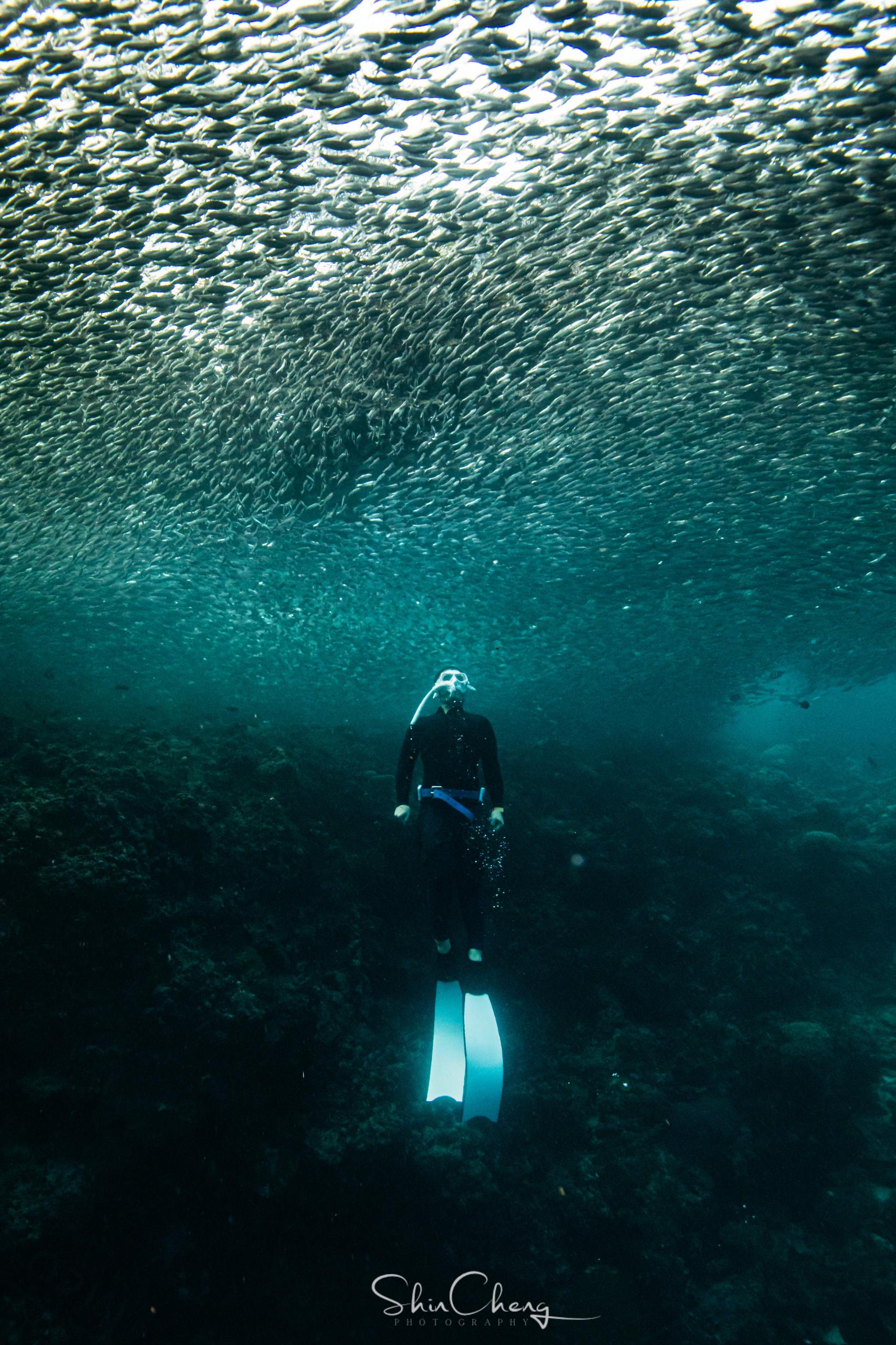 [自由潜水的水下全彩长图]