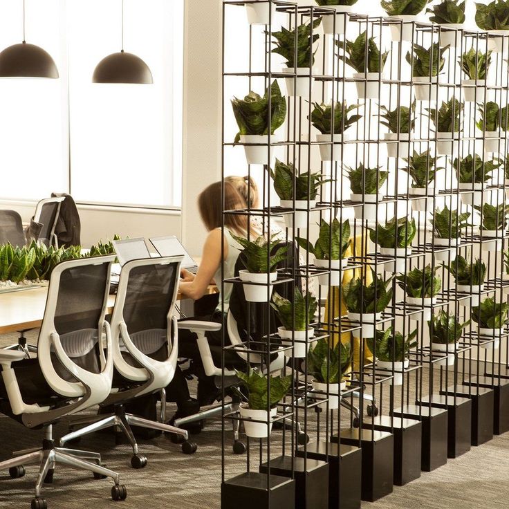 Low-light indoor office plants in contemporary cubicle layout