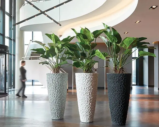 Interior plant rental setup with peace lilies and palm trees